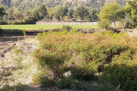 Visita guiada a la vida rural en tuk tuk.Visita guiada por la vida rural en tuk tuk