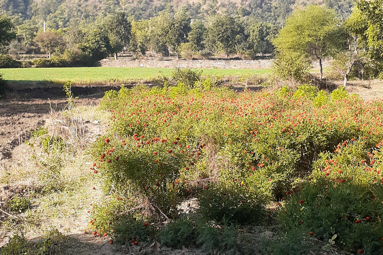 Visita guiada a la vida rural en tuk tuk.Visita guiada por la vida rural en tuk tuk