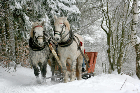 Zakopane: Paseos a Caballo con Guía Local y Degustación GastronómicaInvierno: Paseo en trineo de nieve