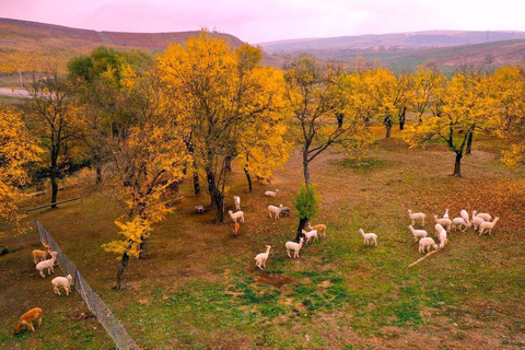 Circuit tout compris Shamakhi Alpaca &amp; Wine Tour