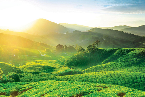 Penang: Cameron Highlands 3D2N Trip Private Group Tour