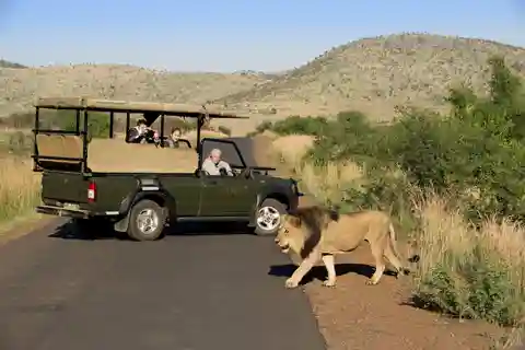 Pilanesberg Big 5 Game Safari: TRANSFER & ENTRÉ INGÅR
