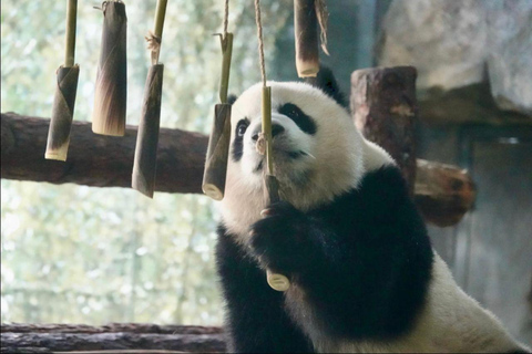 Shanghai Wild Animal Park: Safari Adventure Entry Pass Shanghai Wild Animal Park Full-Day Ticket