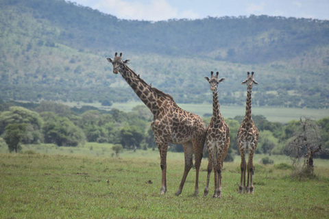 Safari 7 días confort gama media 3 noches Serengeti