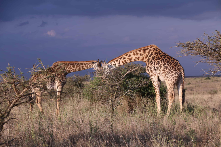 Nairobi Park Game Drive Guided Tour With Free Hotel Pick up