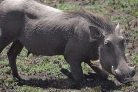 Viagem de 1 dia ao Parque Nacional de Nairóbi e ao Sheldrick Elephant Trust