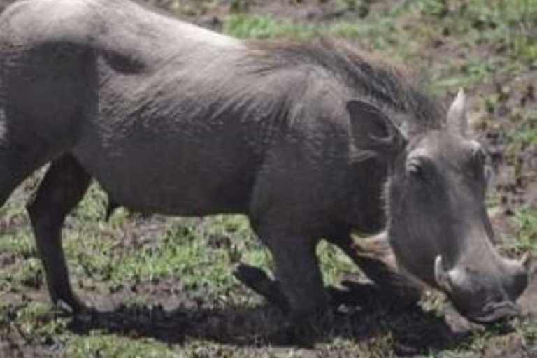 Viagem de 1 dia ao Parque Nacional de Nairóbi e ao Sheldrick Elephant Trust