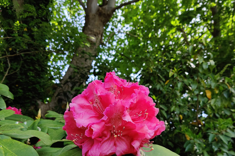 Giverny: Monet House Tickets With Garden Guided Tour Monet House Skip The Line With Garden Tour - Standard Group
