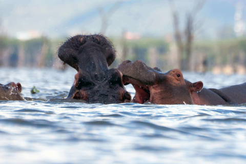 Nairobi:1-Day Lake Nakuru Flamingos & Rhino Sanctuary Safari