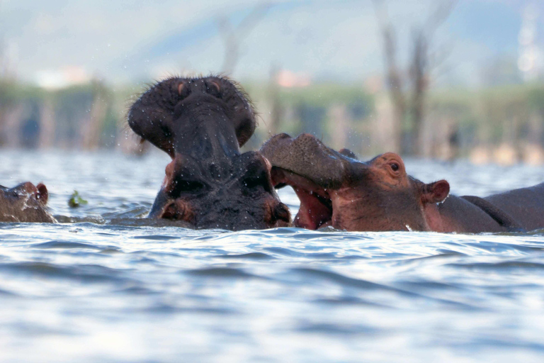 Nairobi:1-Day Lake Nakuru Flamingos & Rhino Sanctuary Safari