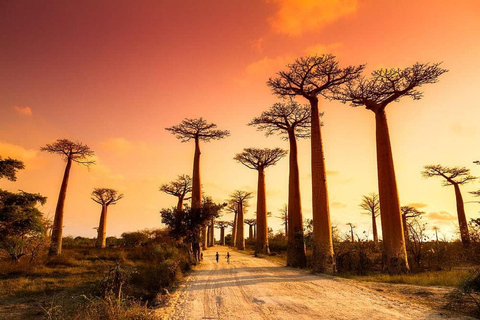 Madagascar: Avenue of the Baobabs and Lemur Reserve Tour Madagascar: Avenue of the Baobabs and Lemur Reserve Tour