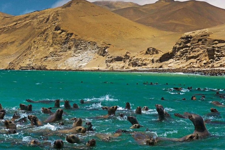 From Lima: full-day tour of Paracas and Huacachina Oasis