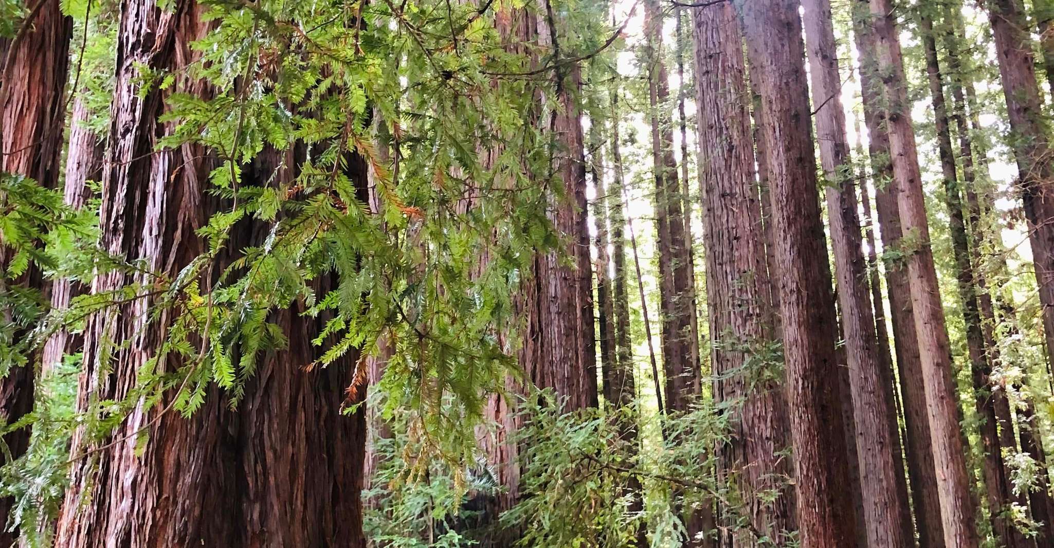 Yarra Valley, Redwood Forest Mountain Bike Adventure - Housity
