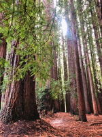 Yarra Valley, aventure de vélo de montagne Redwood Forest - Housity