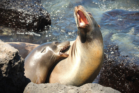 GALÁPAGOS: Island hopping trip, including Quito 12 days GALÁPAGOS: Island Hopping Tour, including Quito 12 days