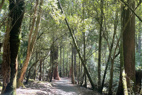 Mount Field National Park Russell Falls (6hr Private Tour)