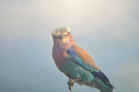 Johannesburg: Dinokeng Game Reserve Safari with Pickup