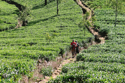 Sri Lanka trekking, hiking 5 days tour