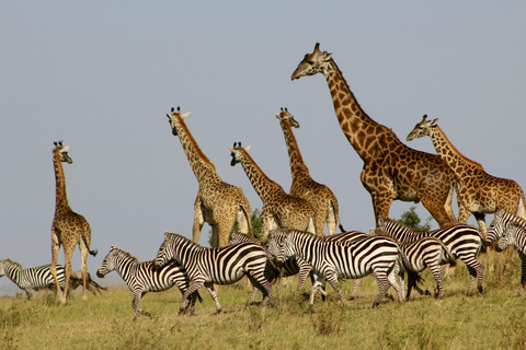 Nairobi: National Park, Karen Blixen & Kazuri Beads Factory