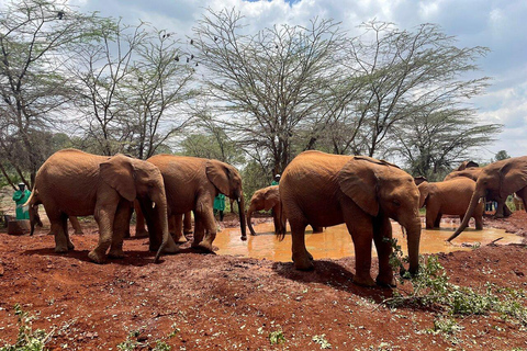 Nairobi: National Park, Baby Elephant, & Giraffe Center Tour