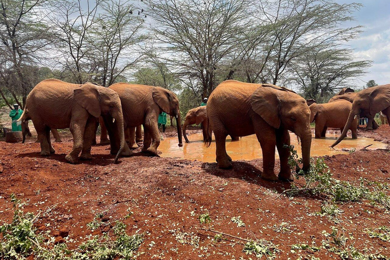 Nairobi: National Park, Baby Elephant, & Giraffe Center Tour