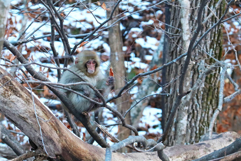Nagano: Snow Monkeys, Zenkoji Temple & Sake Day Trip From Tokyo: Private Tour to Snow Monkey Park