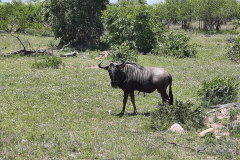 Kruger National Park Safari - 3 Day