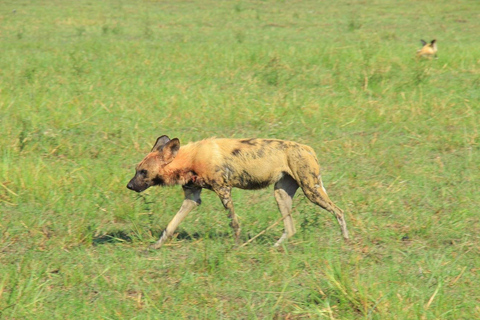 Botswana: explore the renowned okavango delta with us