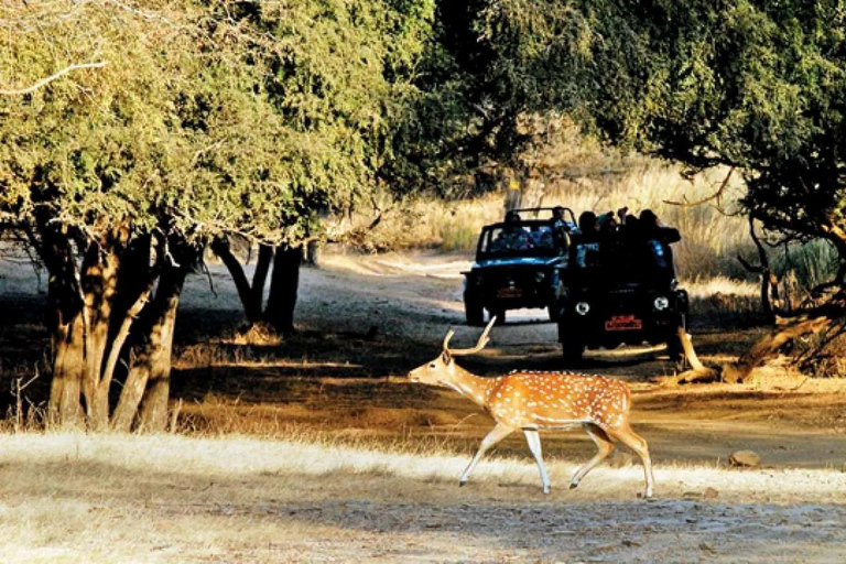 From Jaipur: Explore Ranthambore on a Tiger Safari Day Trip Jaipur to Ranthambore: Morning safari starts 6 AM–7 AM