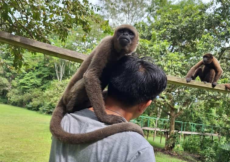 Iquitos Full Day Visit to the authentic Monkey Island GetYourGuide