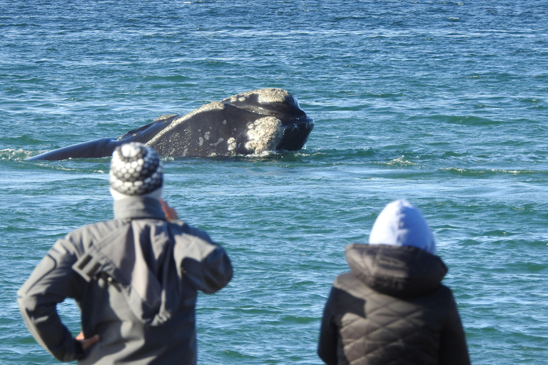 Whales in Peninsula Valdés: Coastal and Boat Whale Watching