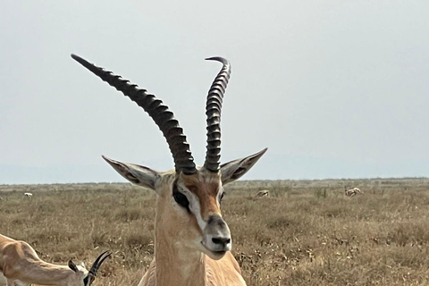 7-dniowe safari Amboseli-Bogoria/Baringo-Nakuru i Masai Mara.