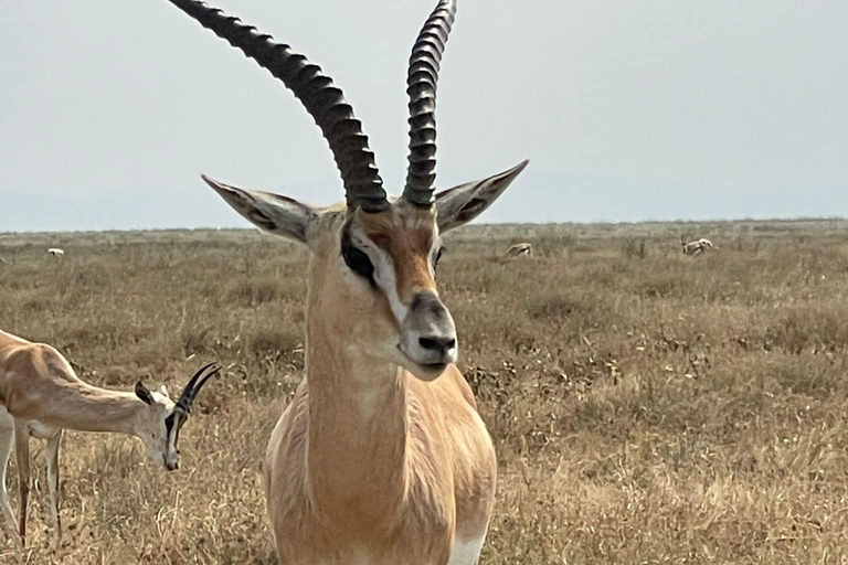 7-dniowe safari Amboseli-Bogoria/Baringo-Nakuru i Masai Mara.