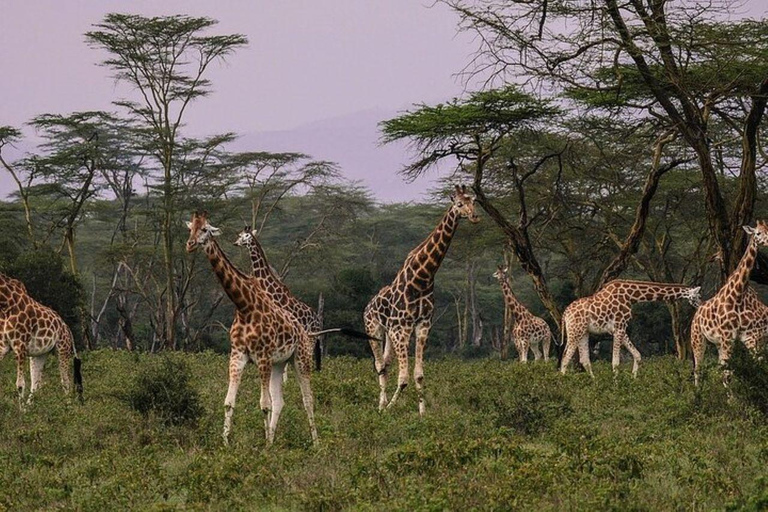 From Nairobi: Overnight Lake Nakuru and Hells Gate