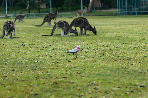 Vanuit Melbourne: Grampians National Park GroepstourVanuit Melbourne: Grampians National Park groepsreis