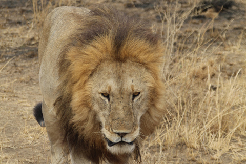 3-Day Joining Group Safari to Serengeti and Ngorongoro