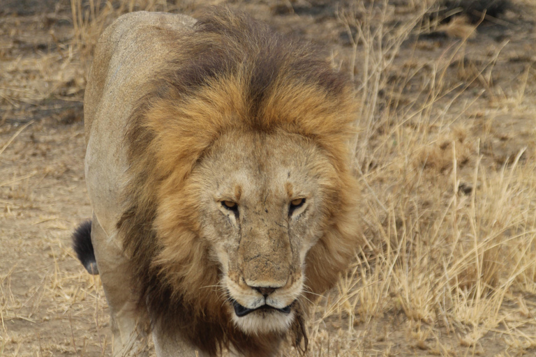 3-Day Joining Group Safari to Serengeti and Ngorongoro