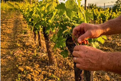 Winery & Vineyard Tour with Guided Tasting near Pisa Wine Tour in English