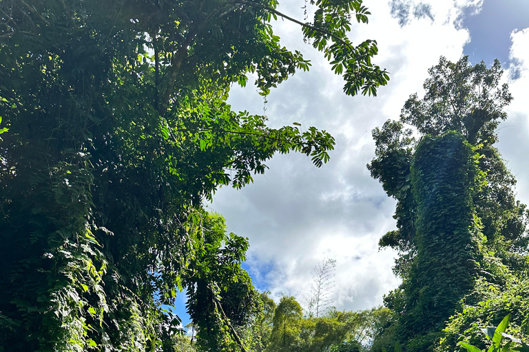 El Yunque Est : Parc aquatique de la forêt tropicale cachéeEl Yunque Est : Parc aquatique de la forêt tropicale cachée (CONDUISEZ-VOUS-MÊME)