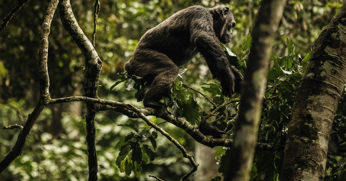 Days Chimpanzee Trek The Overnight Nyungwe Rainforest Getyourguide