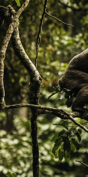 2 Days Chimpanzee trek & The Overnight @ Nyungwe Rainforest