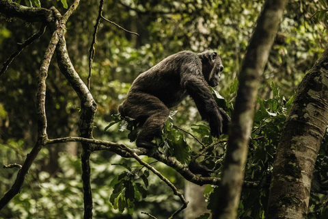 2 giorni di trekking con gli scimpanzé e pernottamento nella foresta pluviale di Nyungwe