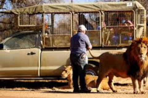 Johannesburg: Lion and Safari Park Open Voertuig Game Drive