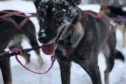 Fairbanks: Dog Sledding and Mushing Experience