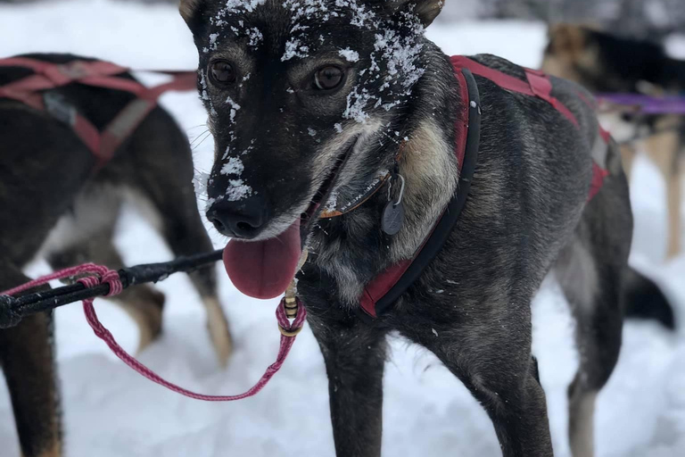 Fairbanks: Dog Sledding and Mushing Experience