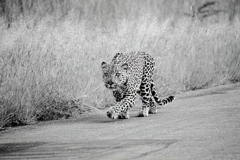 Von Johannesburg aus: Ganztägige Krüger-Nationalpark-Safari