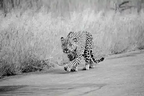 From Johannesburg: Full-Day Kruger National Park Safari