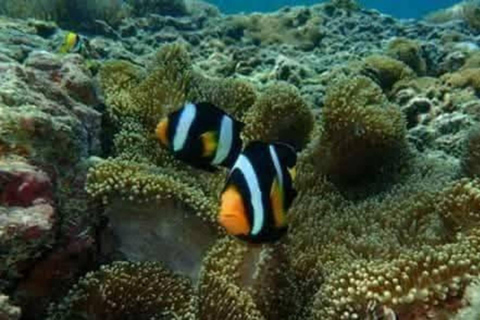 Koh Yao Yai/Noi: Ko Hong & Island Hopping by Long Tail Boat