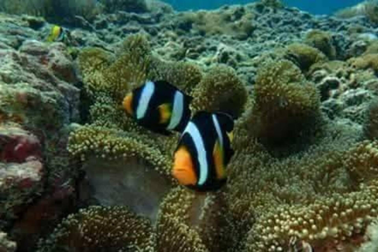 Koh Yao Yai/Noi: Ko Hong & Island Hopping by Long Tail Boat