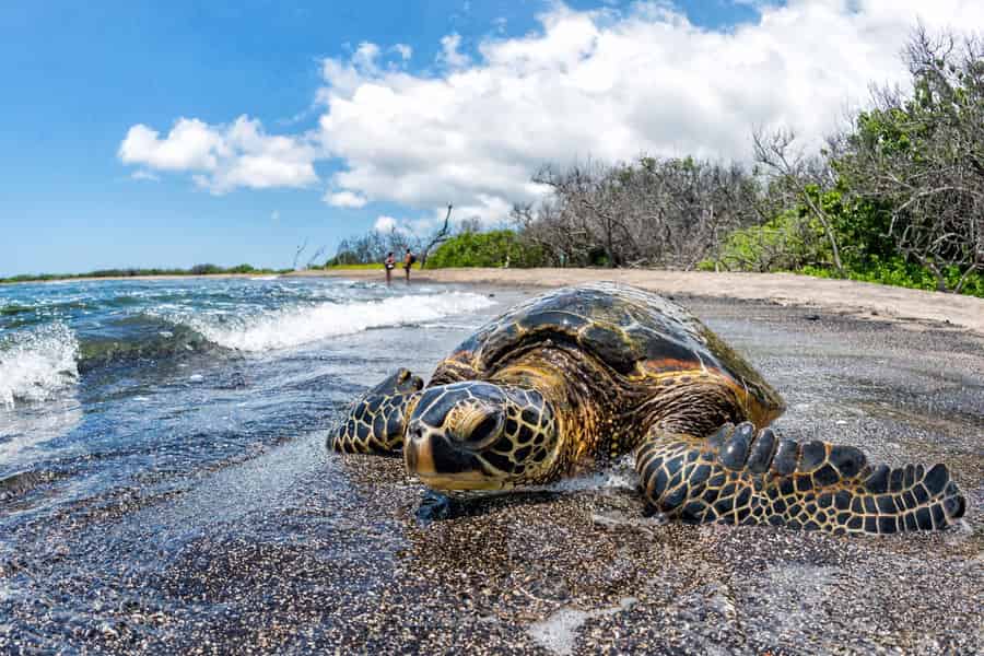 Kona: Kaffee- und Meeresschildkröten-Tour. Foto: GetYourGuide